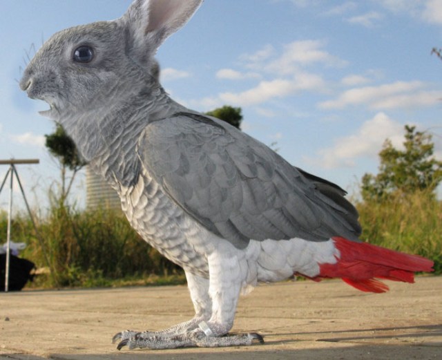 Mathew Impossible Creature